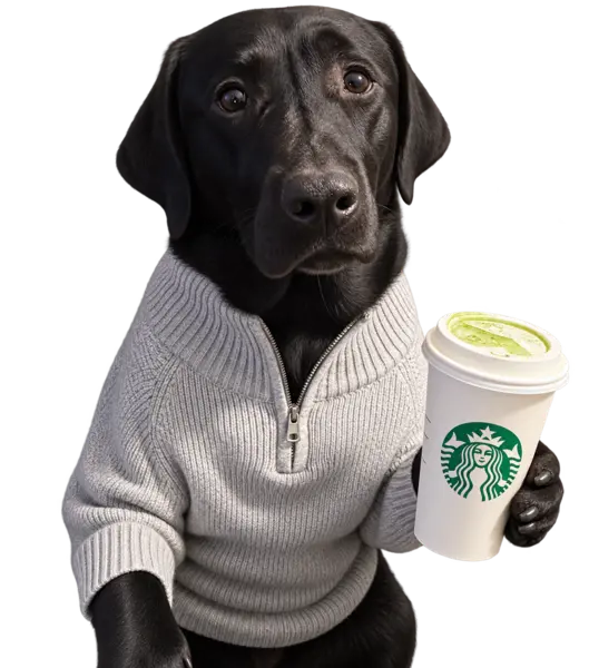 Black Labrador in a gray sweater holding a Starbucks cup